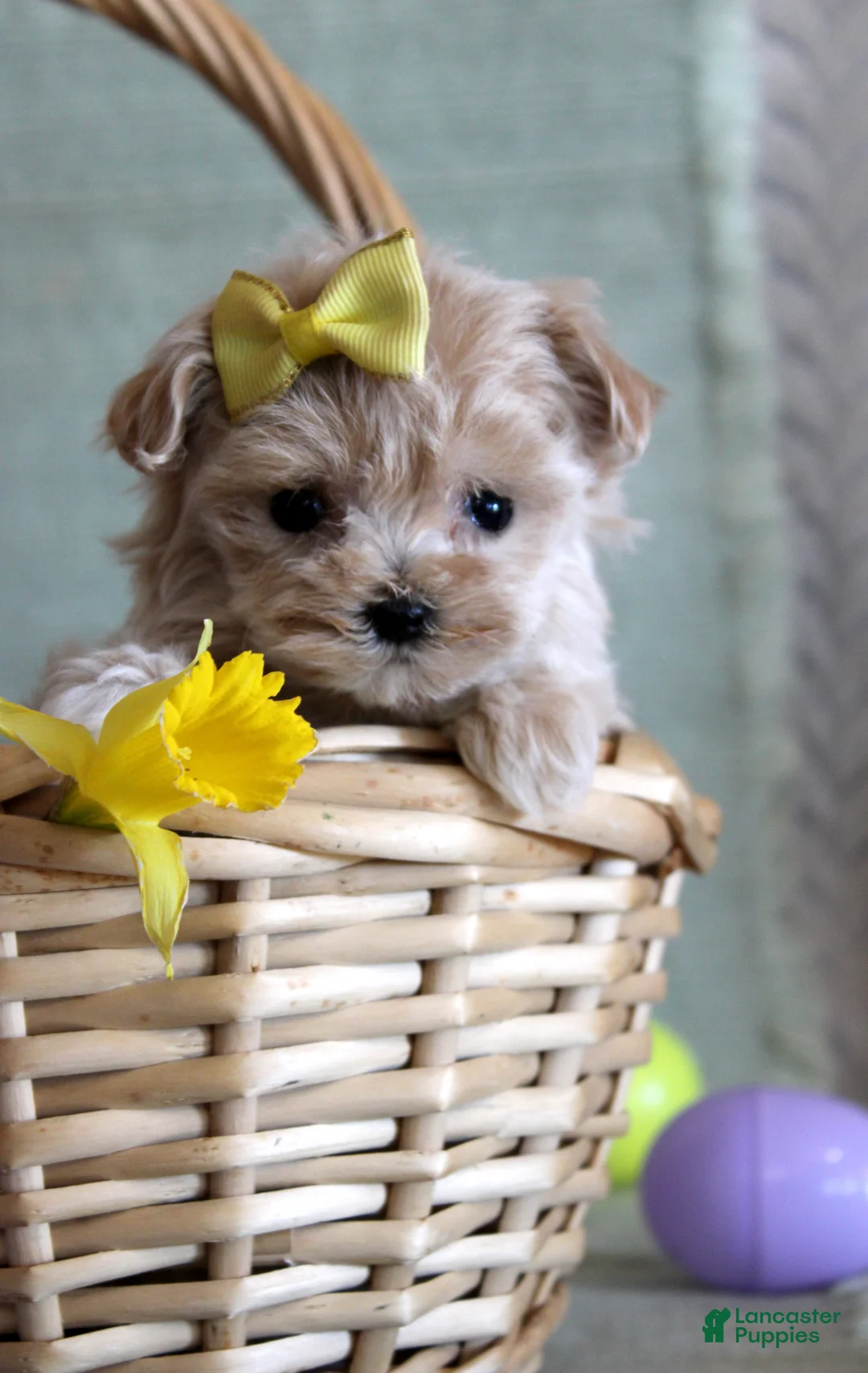 Maltipoo dogs for sale: Daffodil - Ad 1