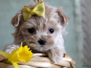 Maltipoo dogs Daffodil - Ad 14