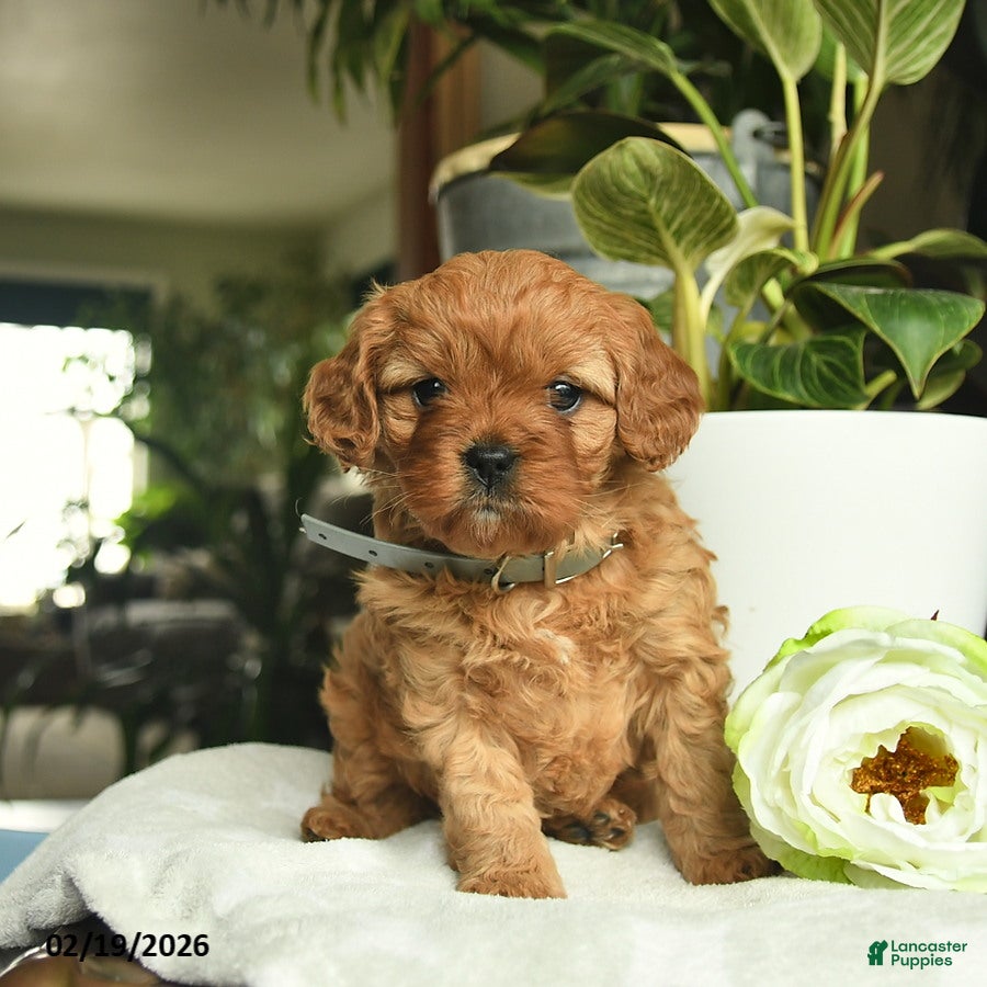 Cavapoo dogs Margi  - Ad 2