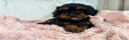 Cavapoo dogs for sale: Tootsie 🎀 - Ad 22
