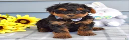 Yorkiepoo dogs for sale: Captain  - Ad 6