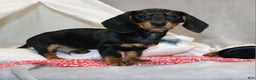 Miniature Dachshund dogs for sale: Hugo - Ad 8