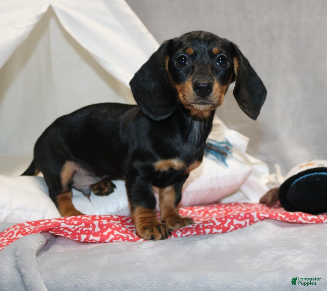 Miniature Dachshund dogs for sale: Hugo - Ad 8