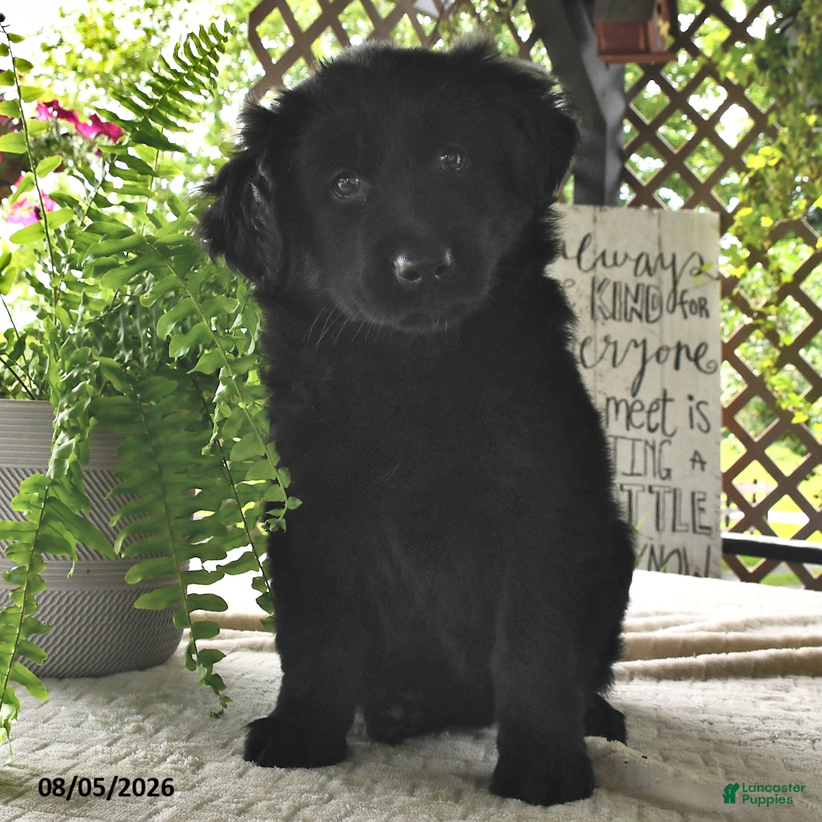 Golden Shepherd dogs Lady  - Ad 2