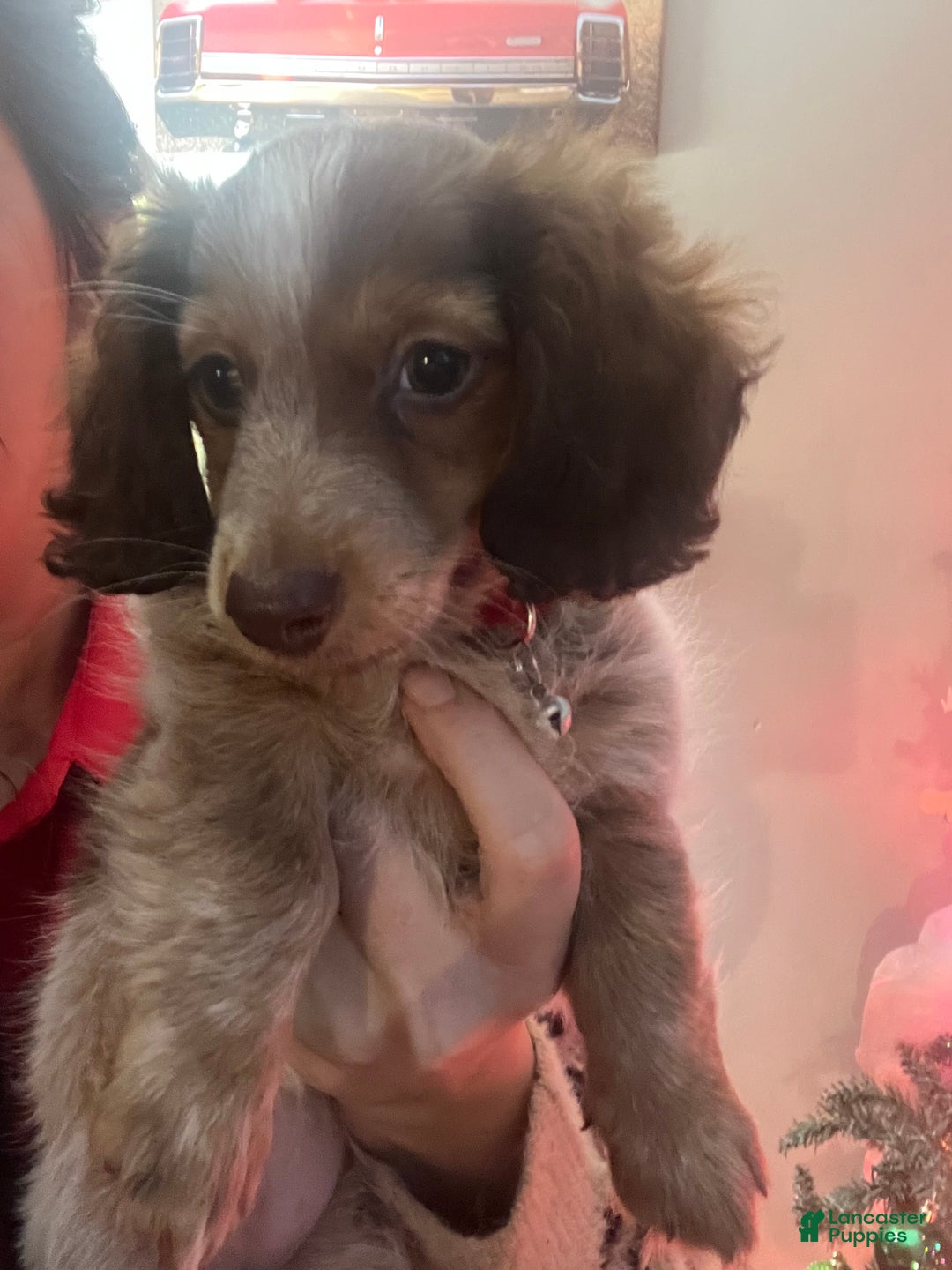 Dachshund dogs for sale: Dachshund Puppy 1 - Ad 3