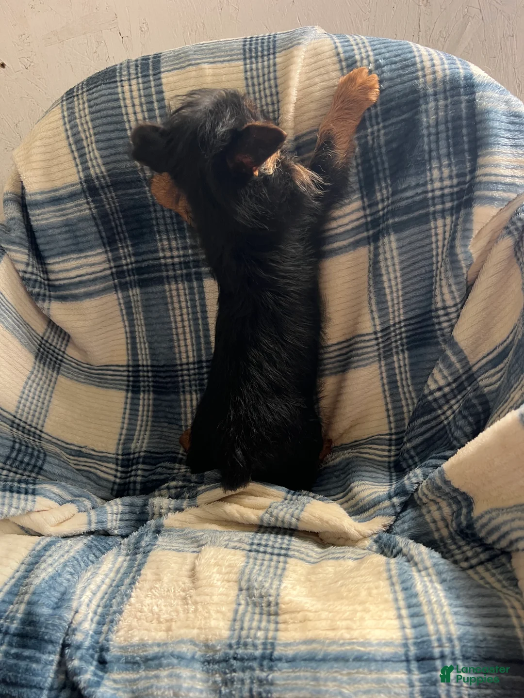 Yorkshire Terrier dogs for sale: MJ Boy - Ad 6