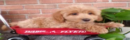 Mini Goldendoodle dogs for sale: Bonnie - Ad 3