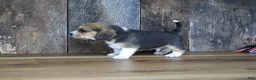 Beagle dogs for sale: Brett - Ad 16