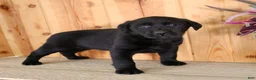 Labrador Retriever dogs for sale: Lulu - Ad 6