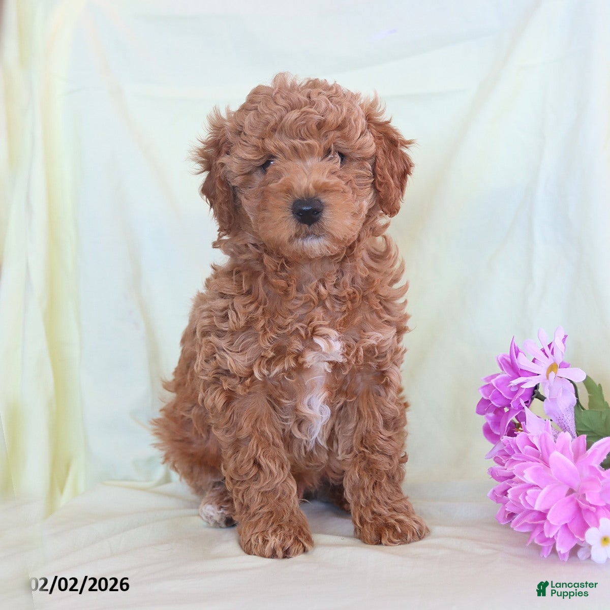 Toy Poodle dogs Archie - Ad 7
