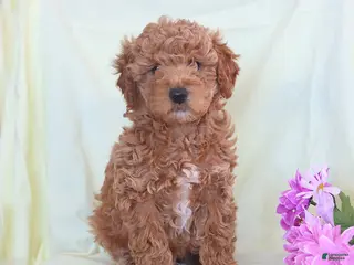 Toy Poodle dogs Archie - Ad 7