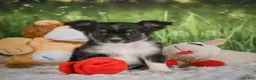 Chihuahua dogs for sale: Paige - Ad 1