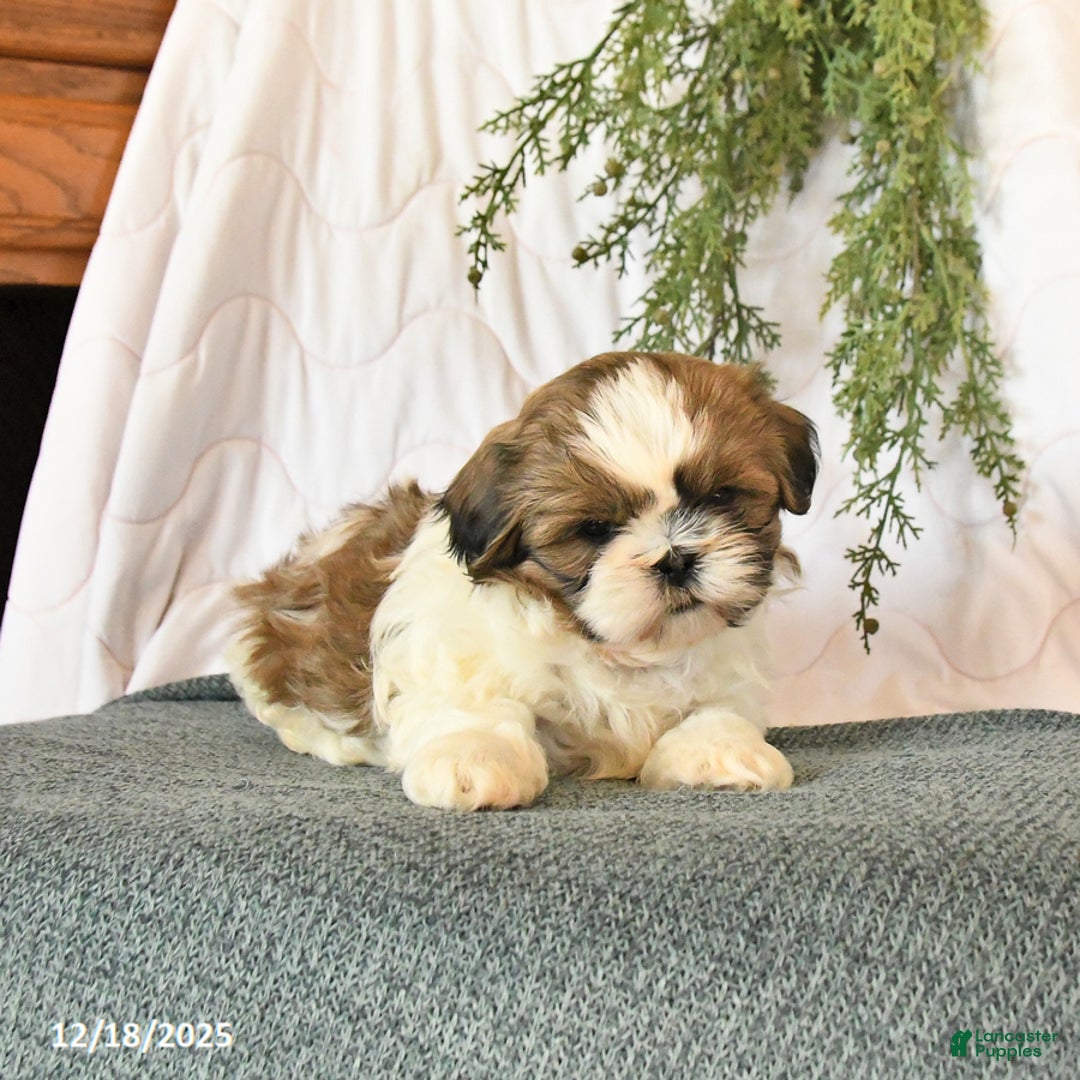 Shih Tzu dogs for sale: Champ  - Ad 2