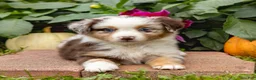 Miniature Australian Shepherd dogs for sale: Kimberly - Ad 4