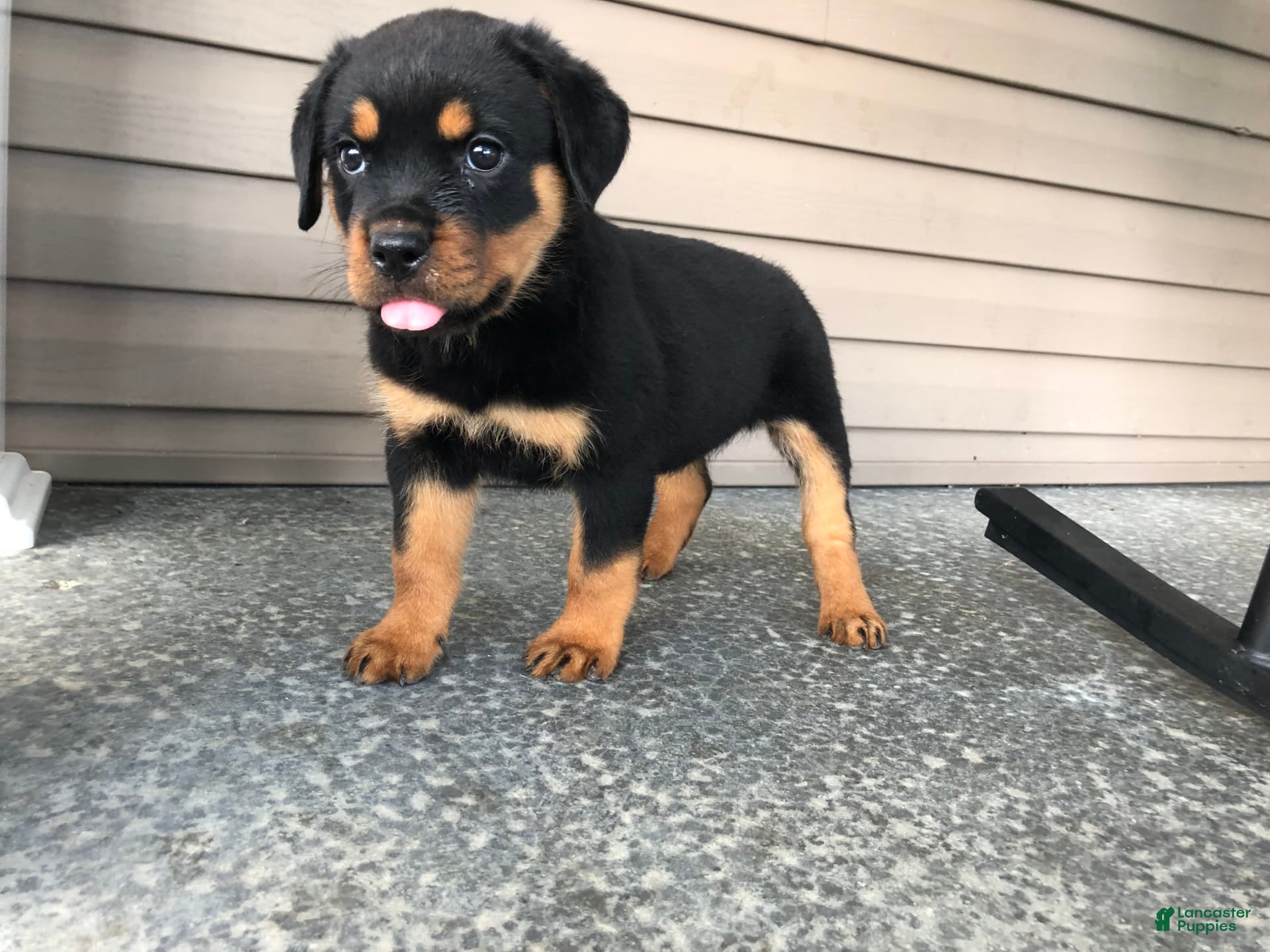 South Africa Dog Breeds Rottweiler Puppies Price Rottweiler For