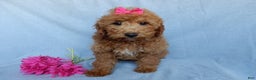 Mini Goldendoodle dogs for sale: Poppy - Ad 5