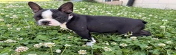 Boston Terrier dogs for sale: Clifford - Ad 10