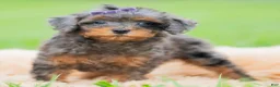 Toy Poodle dogs for sale: Kiki AKC - Ad 3