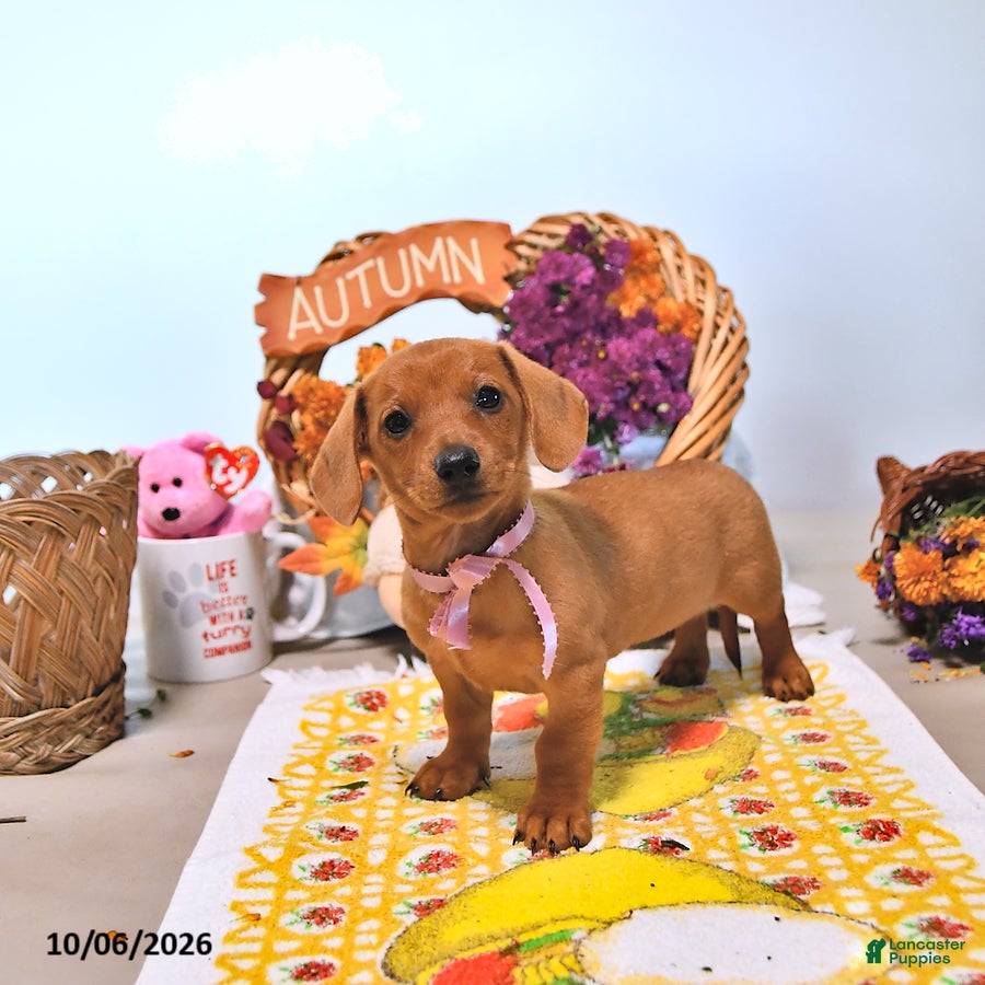 Dachshund dogs Myra - Ad 1
