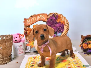 Dachshund dogs Myra - Ad 1