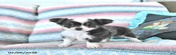 Chihuahua dogs for sale: Cupid - Ad 8