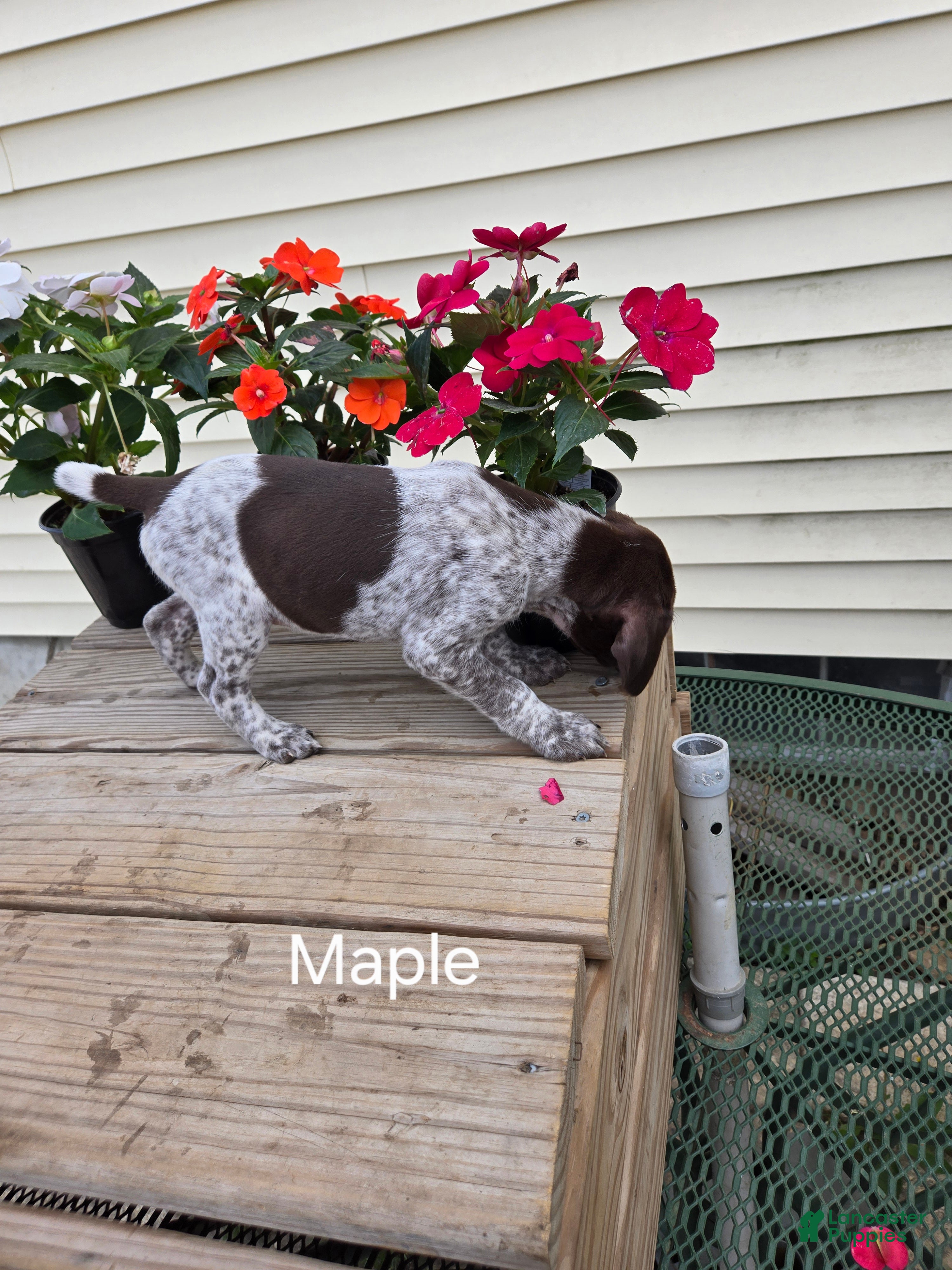 German Shorthaired Pointer dogs Maple  - Ad 2