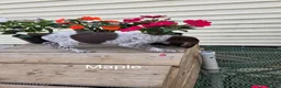 German Shorthaired Pointer dogs for sale: Maple  - Ad 2