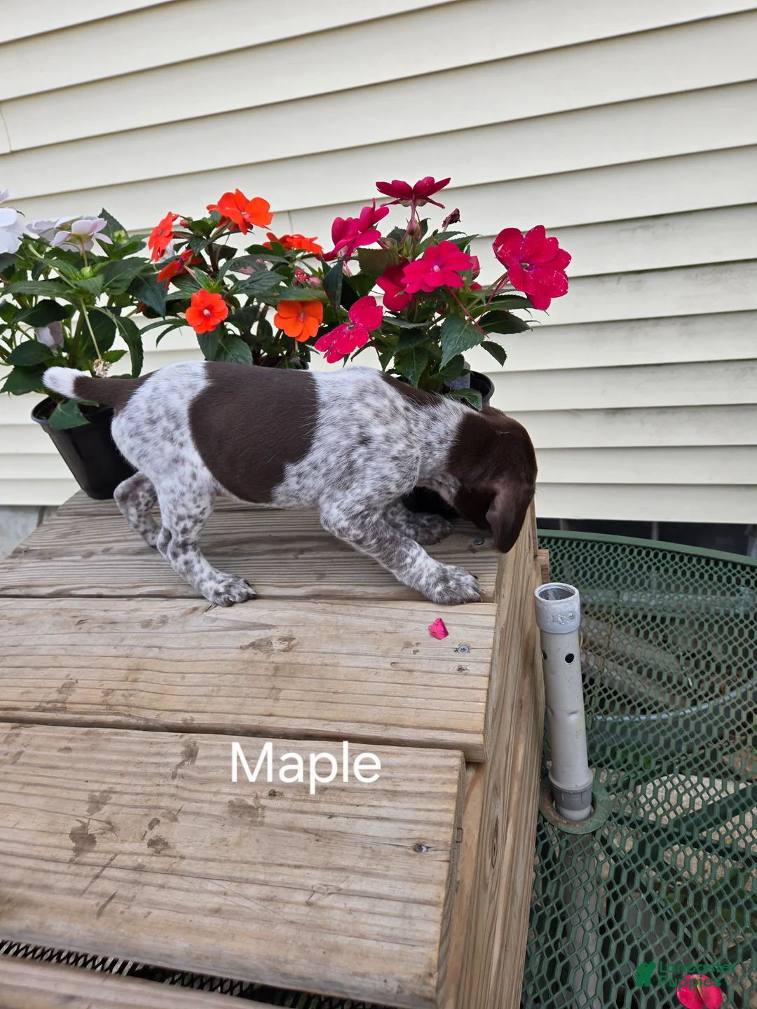 German Shorthaired Pointer dogs for sale: Maple  - Ad 2