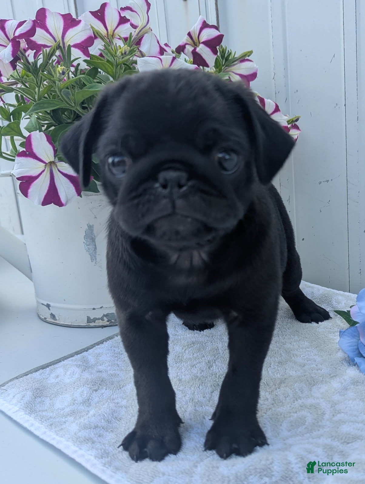 Pug dogs Zeke  - Ad 1