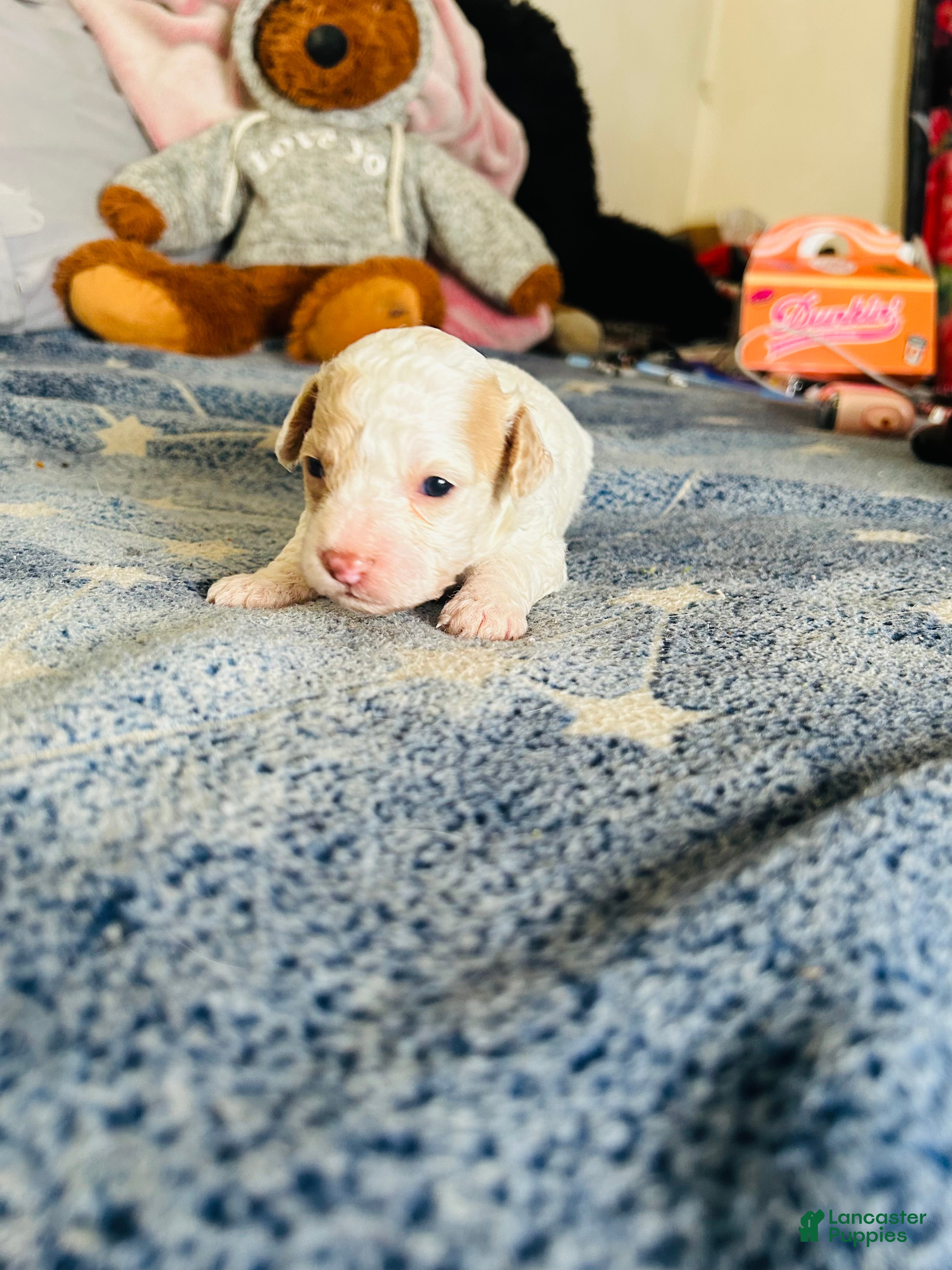 Cavapoo dogs Olaf - Ad 8