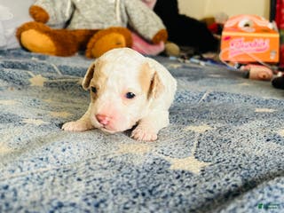 Cavapoo dogs Olaf - Ad 38