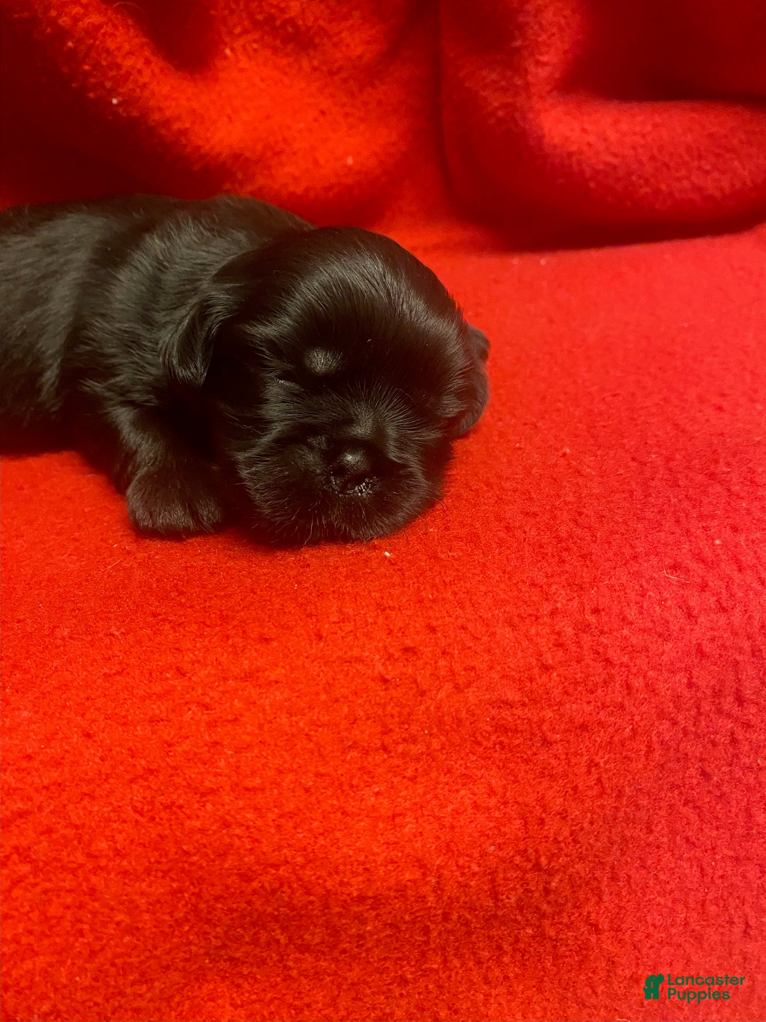 Shih Tzu dogs Baby Boy  - Ad 2