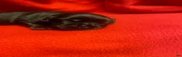 Shih Tzu dogs for sale: Baby Boy  - Ad 2