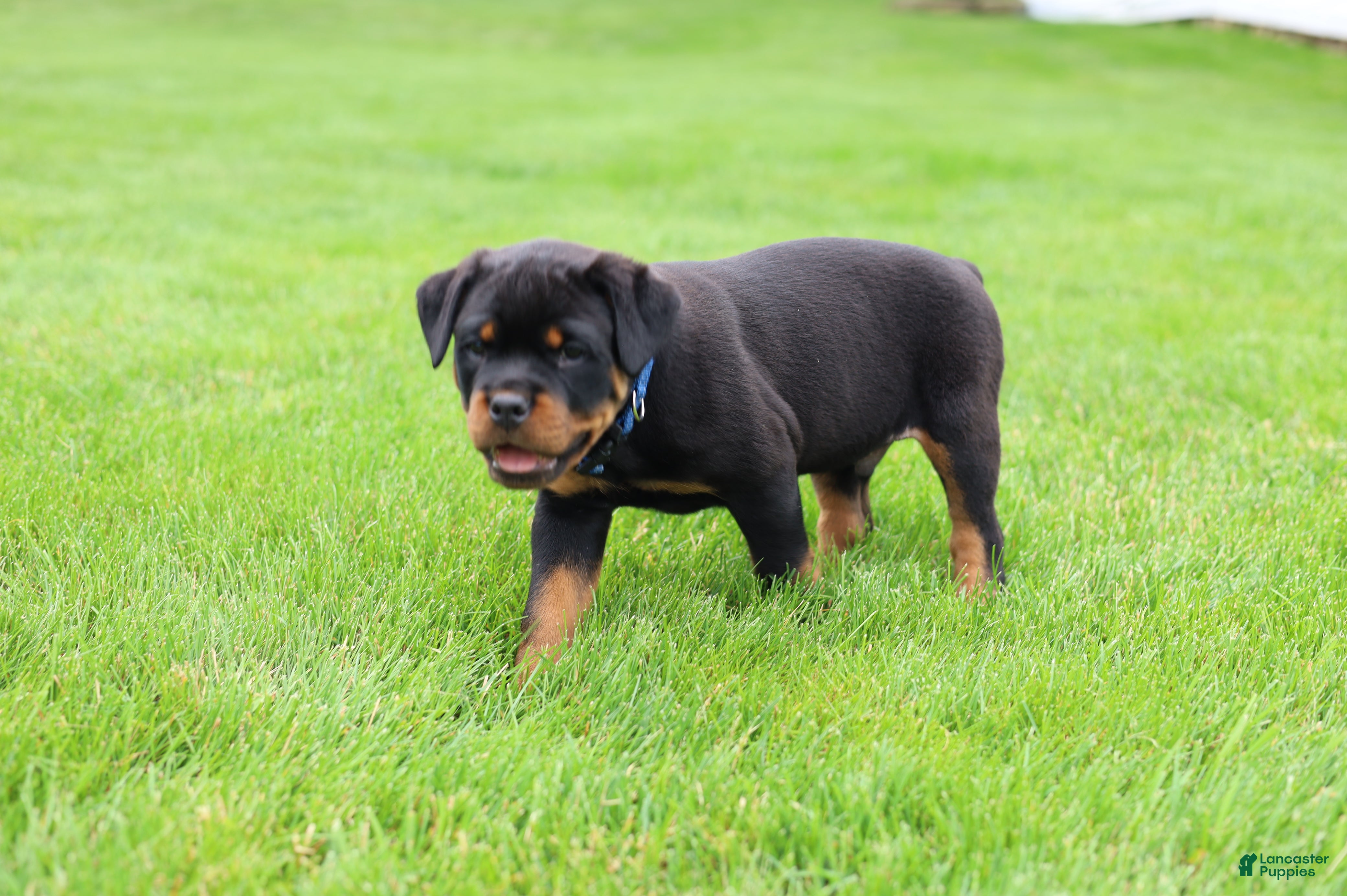 Rottweiler dogs Knox - Ad 2