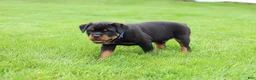Rottweiler dogs for sale: Knox - Ad 2