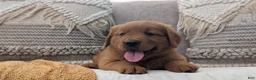 Golden Retriever dogs for sale: Hudson  - Ad 6