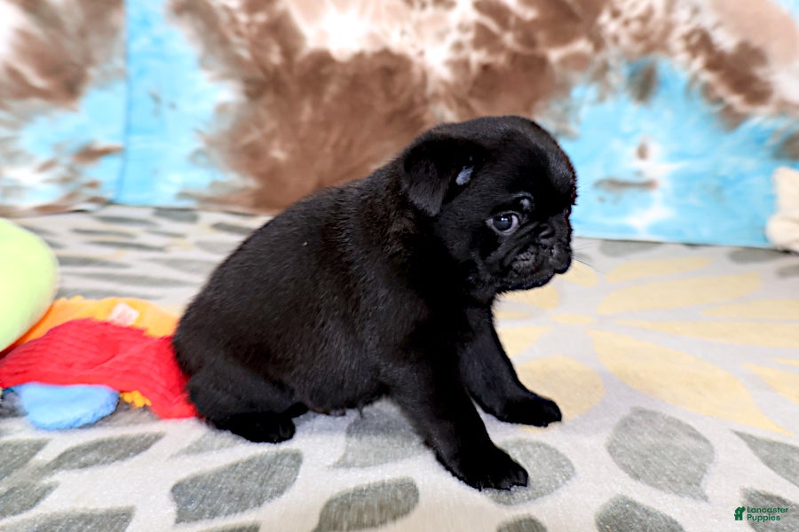 Pug dogs Greg - Ad 2