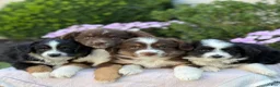 Miniature Australian Shepherd dogs for sale: Arabella - Ad 16