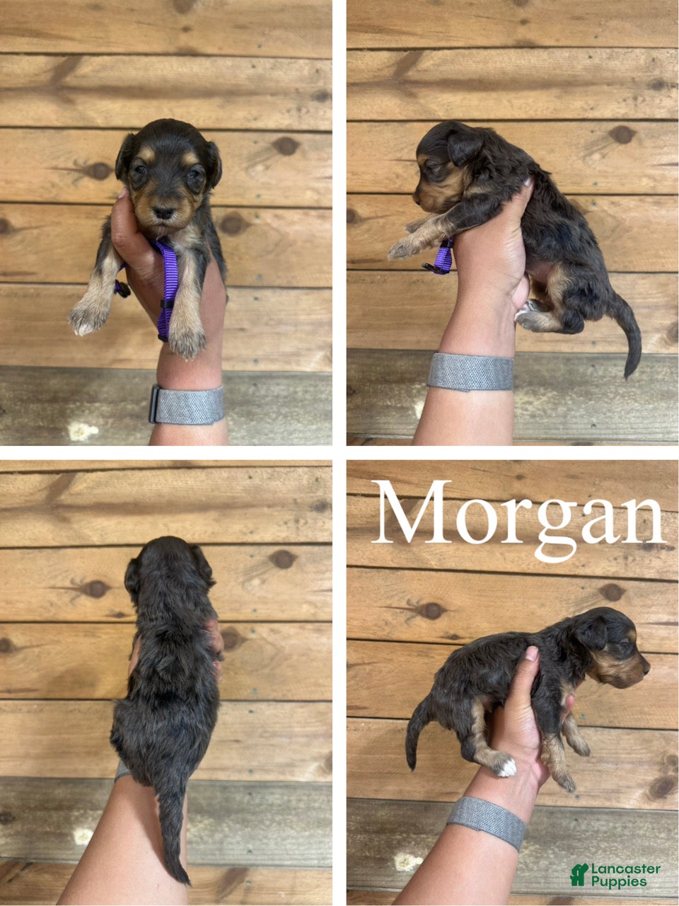 Mixed Breed dogs Morgan - Ad 1