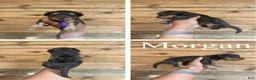 Mixed Breed dogs for sale: Morgan - Ad 1