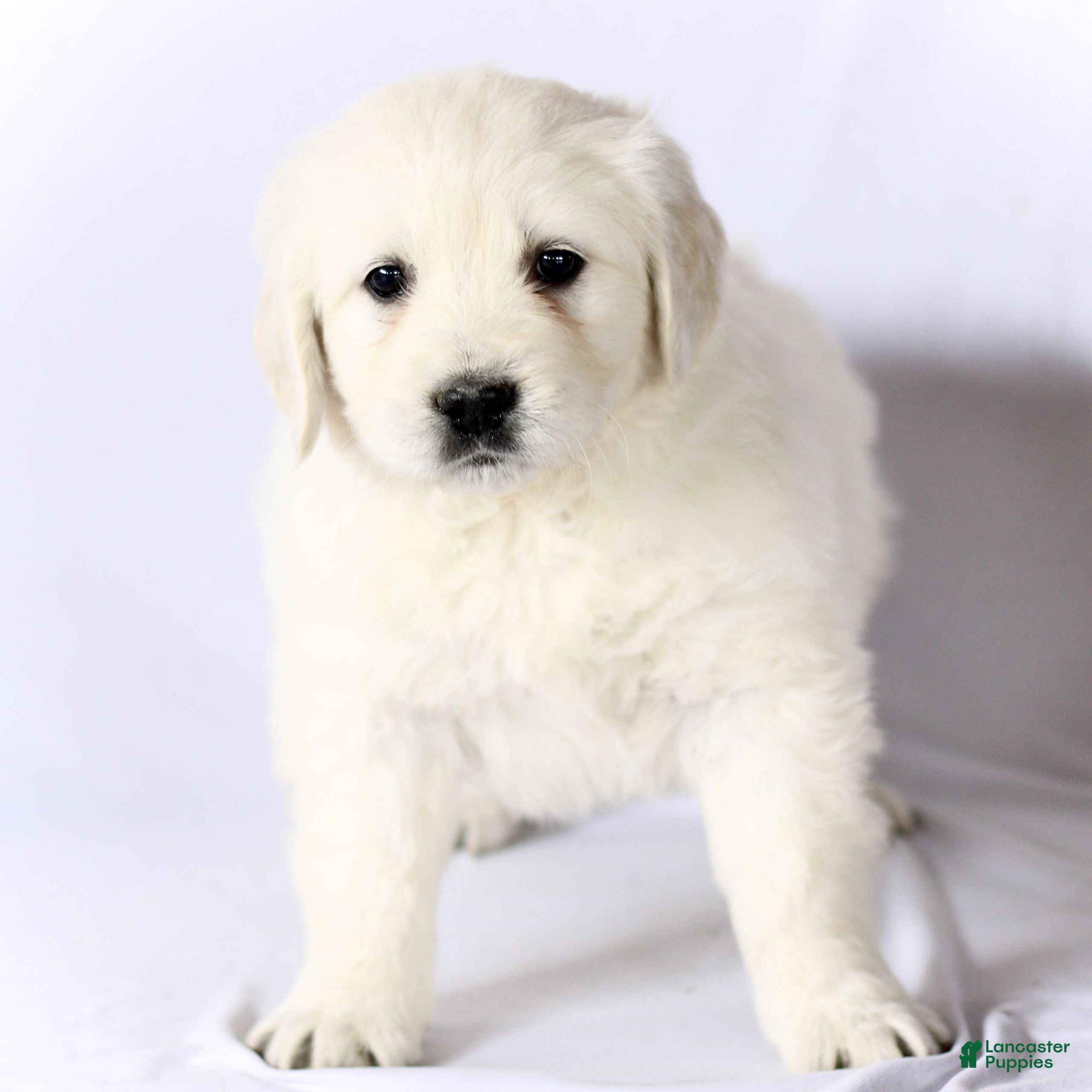 Golden Retriever dogs Stella  - Ad 21