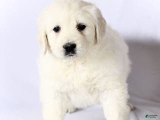 Golden Retriever dogs Stella - Ad 27