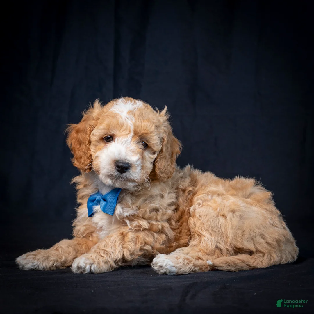 Mini Goldendoodle dogs for sale: Buster - Ad 3