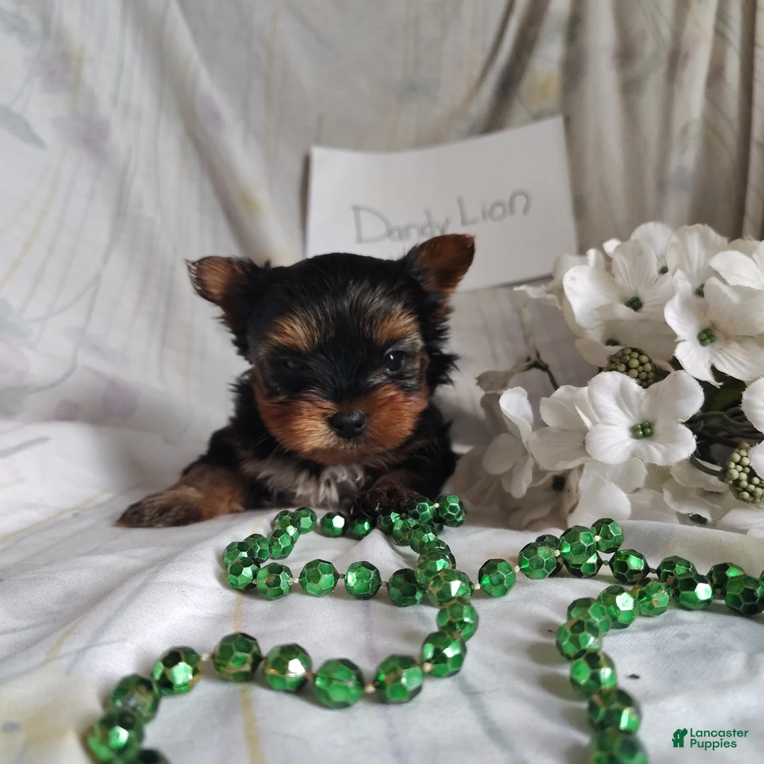 Yorkshire Terrier dogs for sale: Dandelion - Ad 4