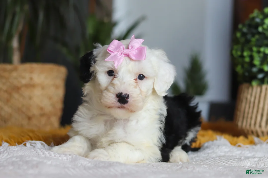 Sheepadoodle dogs for sale: Carrot - Ad 6