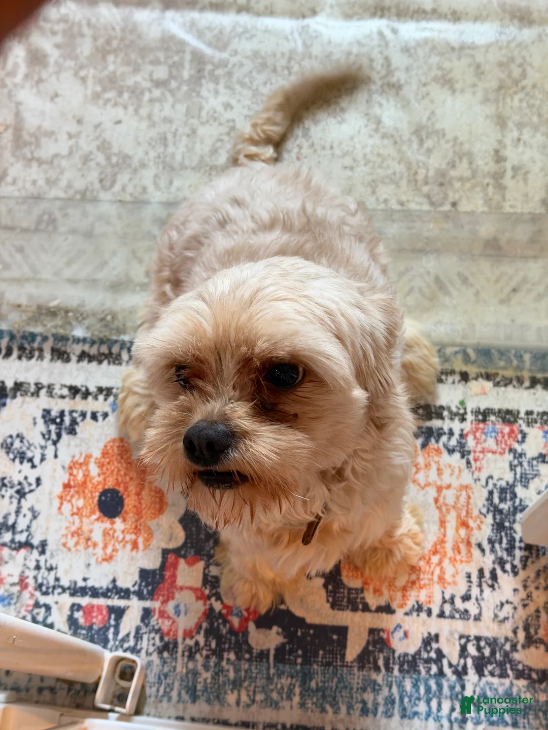 Mixed Breed dogs for sale: Mixed Breed Puppy 1 - Ad 3