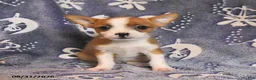 Mixed Breed dogs for sale: Dumplin  - Ad 3