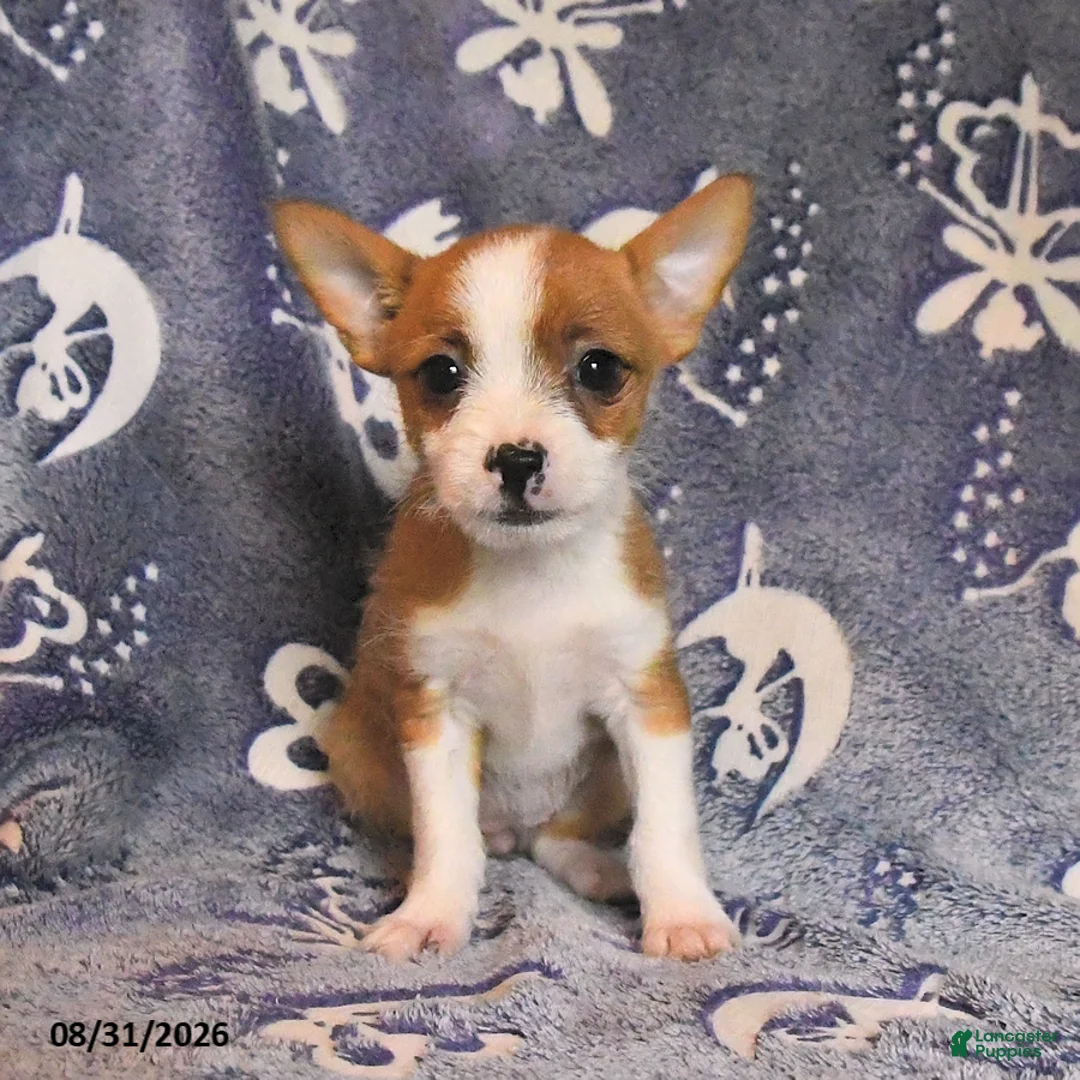 Mixed Breed dogs for sale: Dumplin  - Ad 3