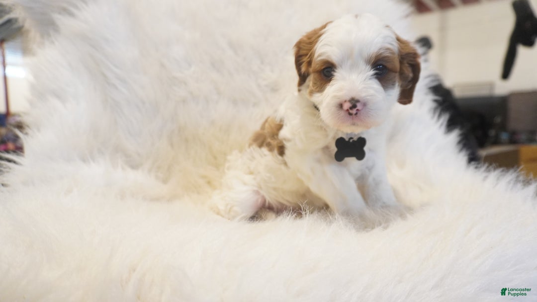 Cavapoo dogs for sale: Snowy  - Ad 10