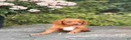 Cavapoo dogs for sale: Daisy - Ad 3
